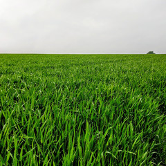 Field of grass on a cloudy day