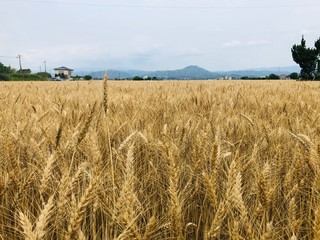 黄金色の小麦