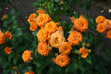 A lot of bright pink flowers of roses in June
