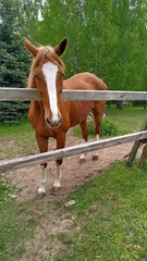 Obraz premium Friendly, curious brown horse with a white stripe in the face on a pasture among birches and firs looking at the camera through the wooden fence