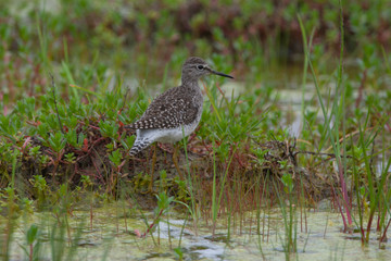 Wood Sandpiper (Tringa glareola) bird in the natural habitat.