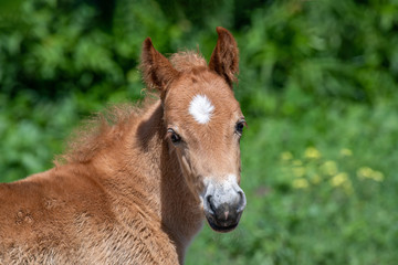 Little just born brown horse standing in green grass during
