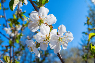 Flowering branch of cherry (Cerasus). Cherry flowers close-up. Flowers against the blue sky. Soft selective focus.