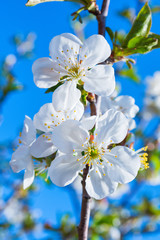 Flowering branch of cherry close-up. Flowers against the blue sky. Vertical photo. Soft selective focus.