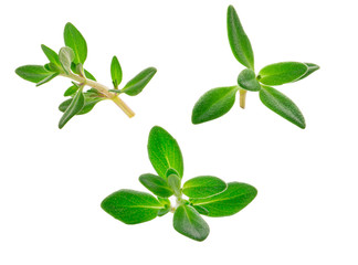 sprig of thyme isolated on white background