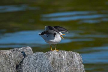 Gull in start position on a stone jetty at the island Djurgården a sunny summer day in Stockholm