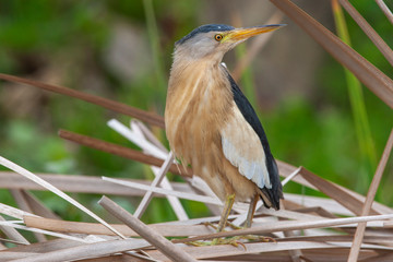 Black-crowned Night Heron (Nycticorax nycticorax) bird in the natural habitat.