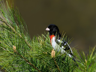 Male Rose-breasted Grosbeak on Pine Tree in Spring