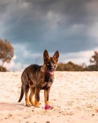 german shepherd dog on the beach