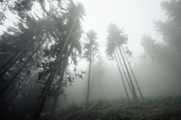 Fototapeta premium A foggy day inside an Italian mountain coniferous forest