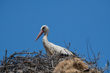 Fototapeta premium White stork (Ciconia ciconia) in the nest against blue sky.