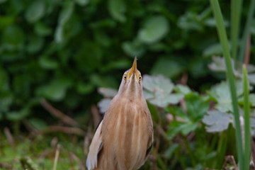 Black-crowned Night Heron (Nycticorax nycticorax) bird in the natural habitat.