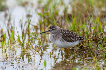 Wood Sandpiper (Tringa glareola) bird in the natural habitat.