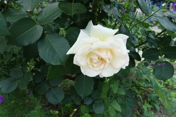 Flower of double white rose in late spring