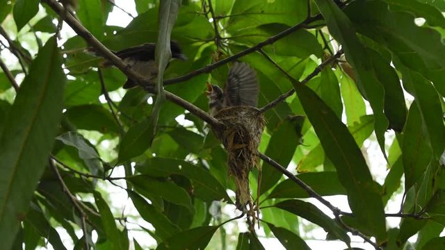 white throat fantail bird feeding baby in nest under mango tree