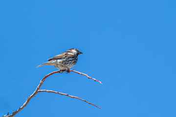Spanish sparrow (Passer hispaniolensis) on tree branch
