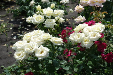 Numerous white flowers of rose in June