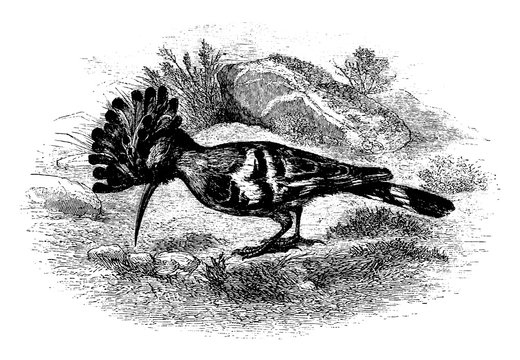 Hoopoe, vintage illustration.
