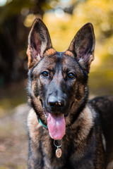 german shepherd dog