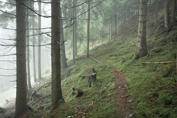 A foggy day inside an Italian mountain coniferous forest