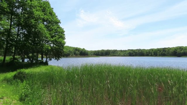 Idyll lake in summer with reed and green alder trees.
