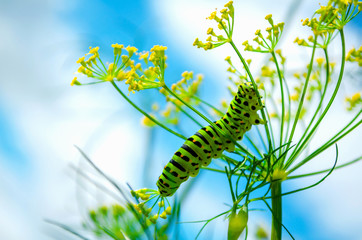 Fototapeta premium Сaterpillar of Papilio Machaon crawls on a fresh green dill in the garden. Cute caterpillar eats fragrant dill. Butterfly is known as the common yellow swallowtail. Against the blue sky and clouds.