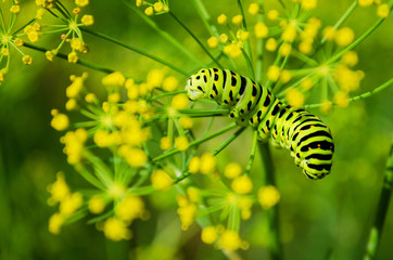 Сaterpillar of Papilio Machaon crawls on a fresh green dill in the garden. Caterpillar eats fragrant dill. Butterfly is known as the common yellow swallowtail. Top view.