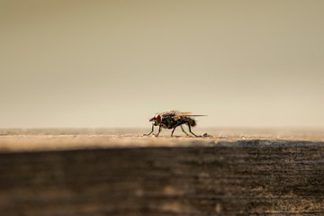 Housefly sitting on wood transmits diseases