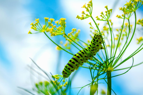 Сaterpillar of Papilio Machaon crawls on a fresh green dill in the garden. Cute caterpillar eats fragrant dill. Butterfly is known as the common yellow swallowtail. Against the blue sky and clouds.