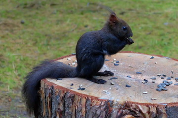 Wildlife. Squirrel. Squirrels in the forest.