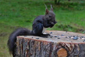 Wildlife. Squirrel. Squirrels in the forest.