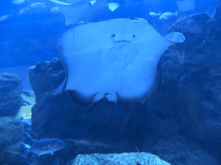 Underwater world. Fish. Seaquarium. Wildlife