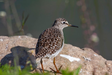 Wood Sandpiper (Tringa glareola) bird in the natural habitat.