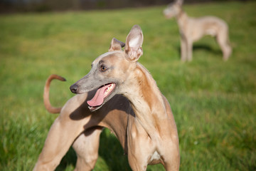 portrait of a  whippet dog