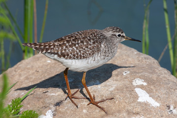 Wood Sandpiper (Tringa glareola) bird in the natural habitat.