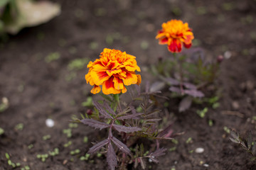 two beautiful marigold flowers in the garden