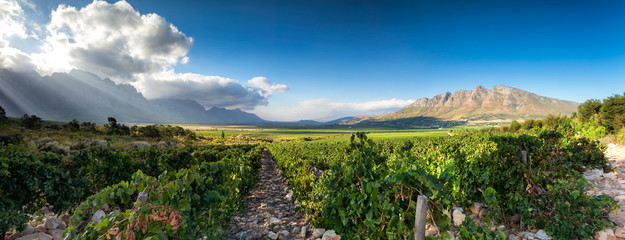 Panoramic View of the Slanghoek Valley near the town of Worcester in the Breede Valley in the Western Cape of South Africa © Dewald