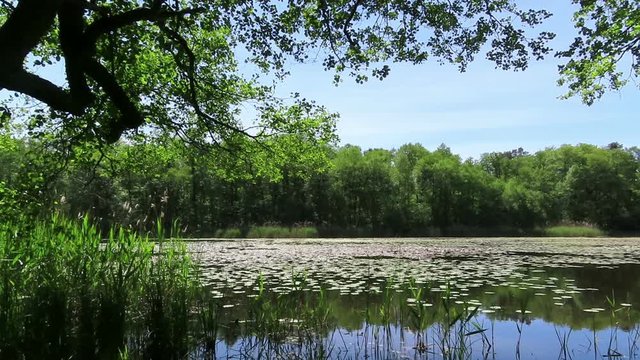 peaceful lake in summer time with water lilies and alder trees. Havelland region Germany.