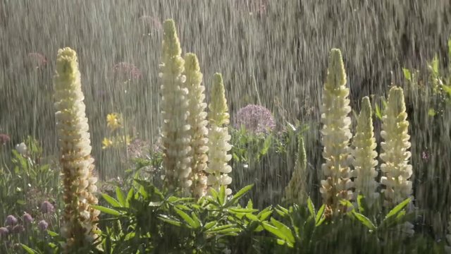 Heavy rain pouring down on flowers in garden