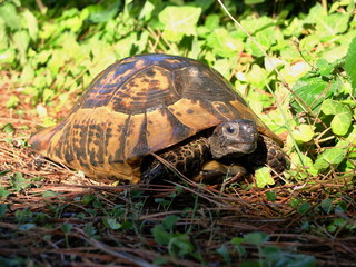Wildlife. Reptiles. Turtle. Turtles in the zoo and in the wild