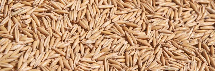 Oat grain texture. Natural organic market. Closeup ecology. Farming flakes view. Groats wallpaper. Whole oatmeal background. Crop cereal seeds. Brown and yellow heap. Hard shadows. Horizontal banner