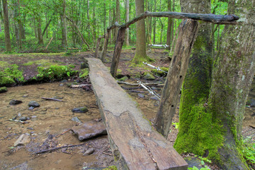 Wooden footbridge crosses a small stream along the Appalachian Trail in the Great Smoky Mountains National Park in Tennessee.