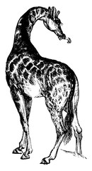 Giraffe, vintage illustration. © Morphart