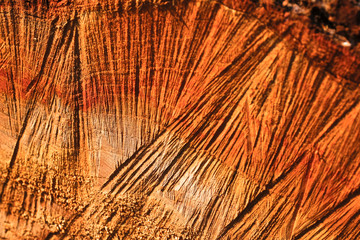 Natural wood texture of cut tree trunk. Close-up wooden cut structure. Willow tree. Sale. Selective...