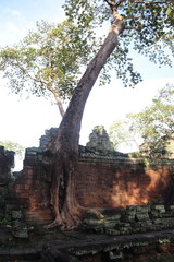 Fototapeta premium Arbre dans un mur de temple à Angkor, Cambodge 