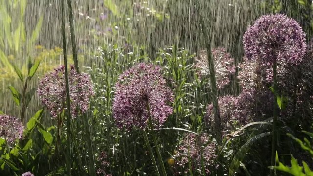 Heavy rain pouring down on flowers in garden