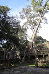 Fototapeta na wymiar Banian d'un temple à Angkor, Cambodge 