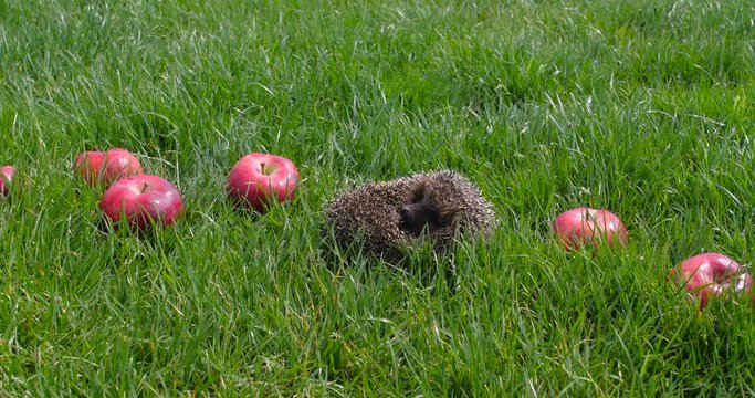 Small gray hedgehog laying in the garden on the green lawn grass among red scattered fragrant apples and sniffing them on a sunny day. Harvesting concept 4k 50 fps slow motion