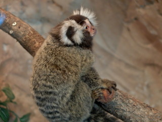 Wildlife. A monkey. Monkeys in the wild. Monkeys in the zoo.