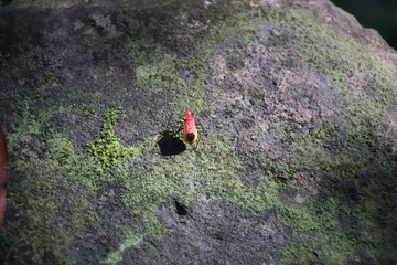 Insecte sur une pierre à Angkor, Cambodge